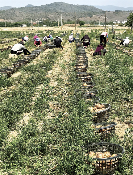 種籽設計團隊蹲點屏東、採收洋蔥,希望讀者能「跟著果實旅行」。