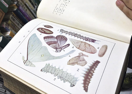 現在淦克萍家中的藏書，有一部分是陳諾喜愛的動物主題。