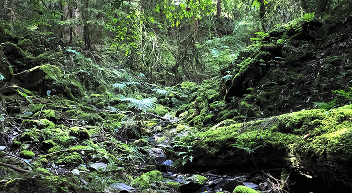 觀霧檜山巨木樣區的針闊葉混合林,為山椒魚的棲地型態。