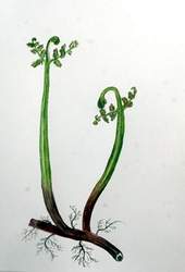 每畫一次，都是一段感情。(圖為正蕨)