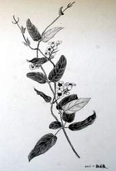 生長於荒山草地的雞屎藤，不僅小巧可愛，亦可入藥。