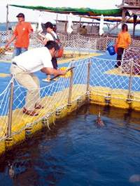 到海上牧場享受溜花枝、拔海鱺的「漁」樂。