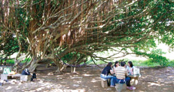 在風剪樹林區下野餐，別有情趣。